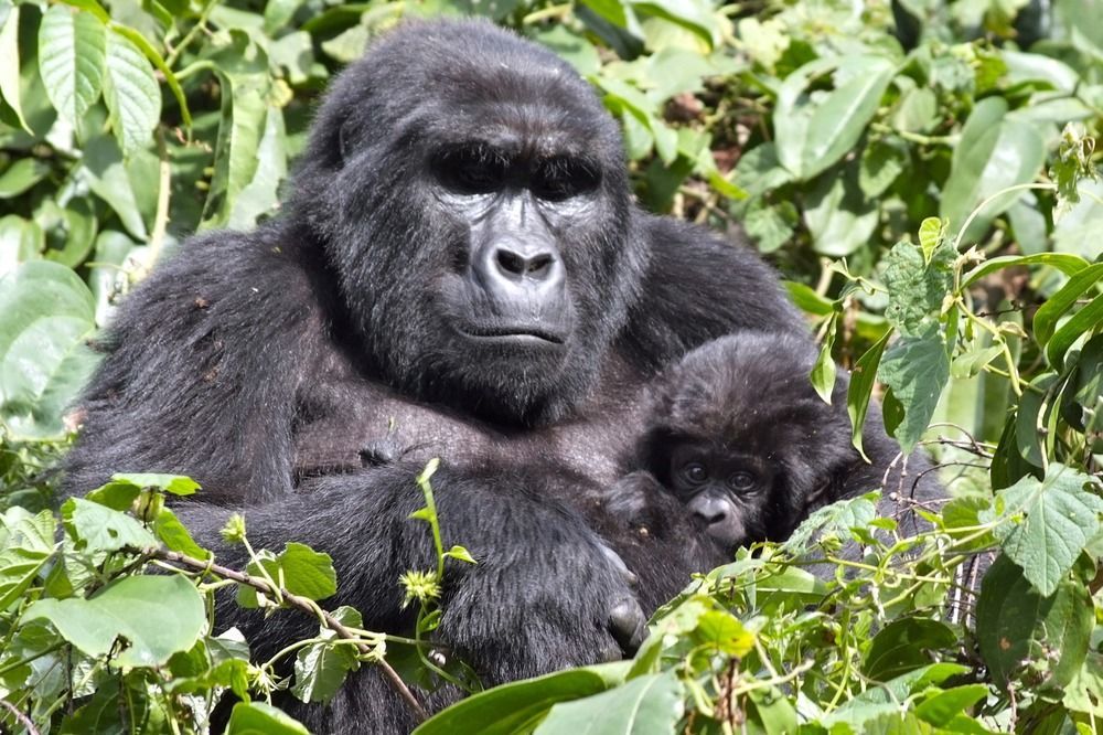 Silverback Lodge Buhoma ภายนอก รูปภาพ